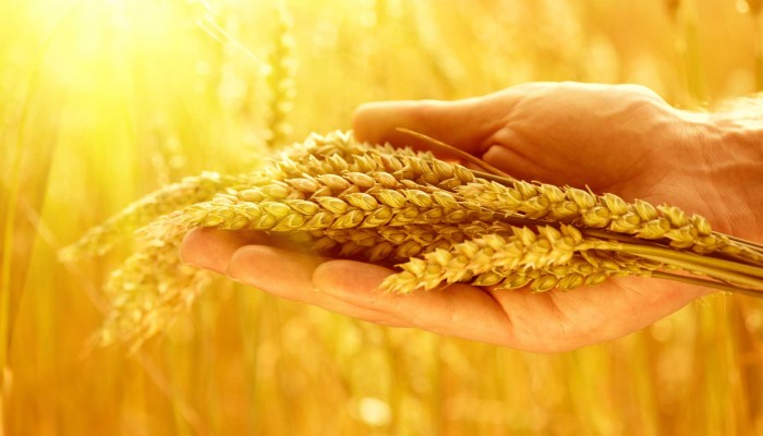 Buğday Ekimi Gittikçe Azalıyor